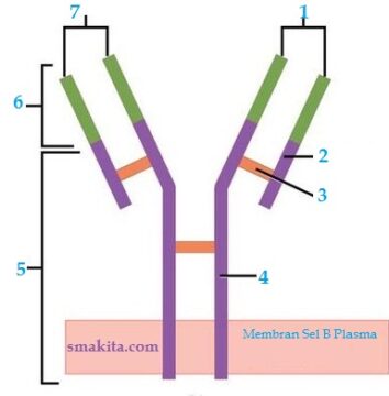 Struktur Molekul Antibodi