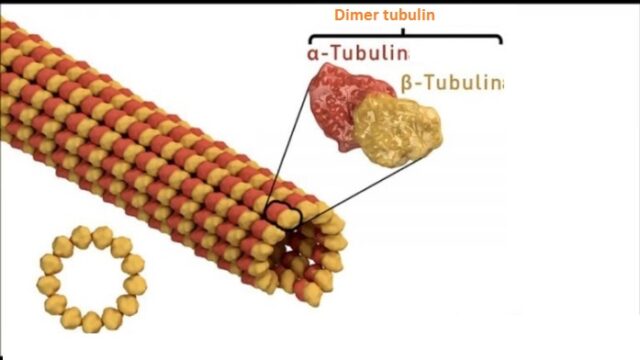 struktur mikrotubulus